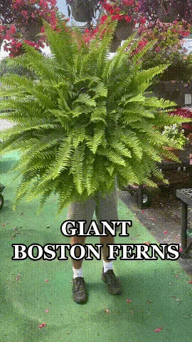 1db373ca7d247f1723a8a5c7648e55062a7a1d90.gif Product description